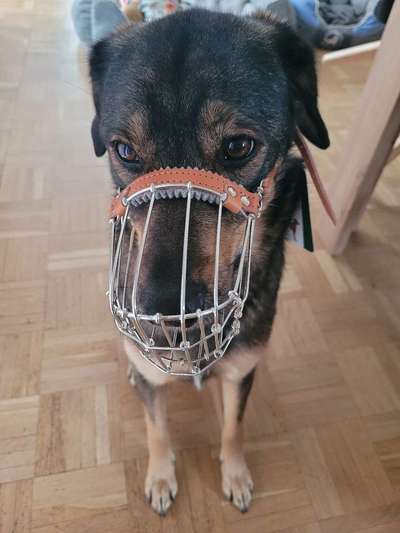 Windhunde - Treffen der besonderen Schönheiten
HERZLICH WILLKOMMEN-Beitrag-Bild