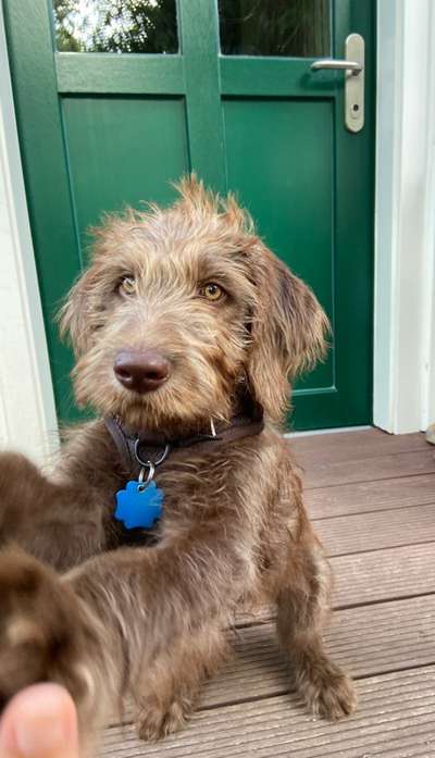 Labradoodle gesucht-Beitrag-Bild