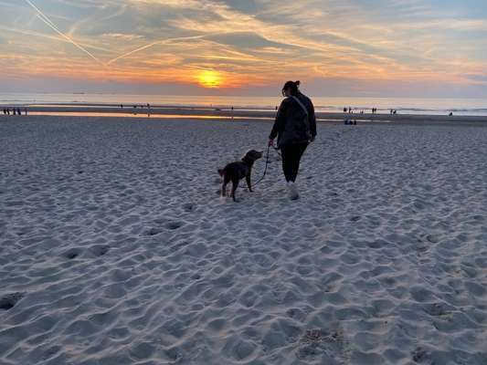 Dogorama Foto Challenge - Dämmerung-Beitrag-Bild