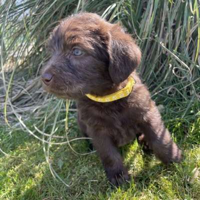 Hundetreffen-Geschwistersuche Labradoodle Wurf 03.03.2022 aus Wadersloh-Bild