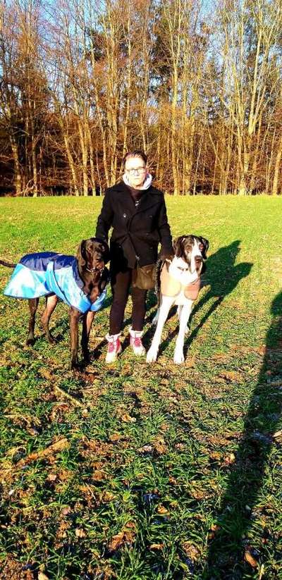 Weitere Große Schweizer Sennenhunde (oder andere große Rassen) hier?-Beitrag-Bild