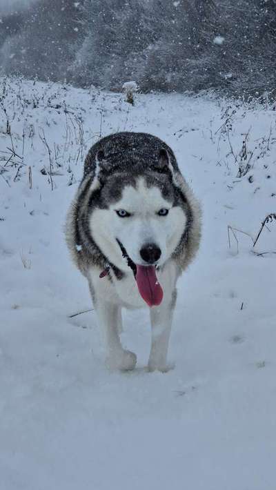 Schnee Foto-Beitrag-Bild