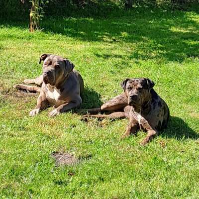 Hundetreffen-Gassi gehen, soziale Kontakte, usw-Bild