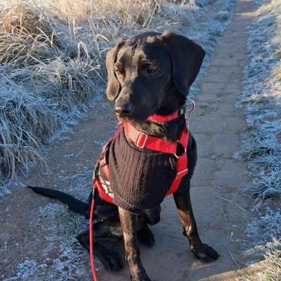 Hundetreffen-Ruhiger Hund zum Training gesucht-Bild