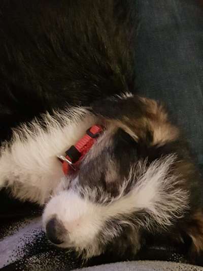 Welpen Bilder !-Beitrag-Bild