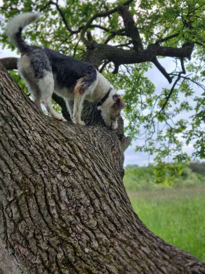 Handy Foto Challenge Nr. 49: Mein Freund der Baum-Beitrag-Bild