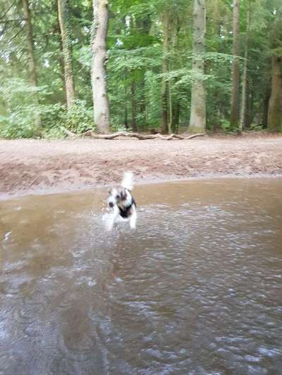 Dogorama-Monats-Challenge-Mai "Wasser"-Beitrag-Bild