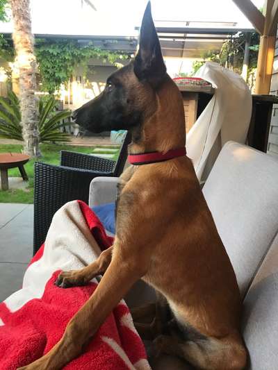 Malinois-Beitrag-Bild