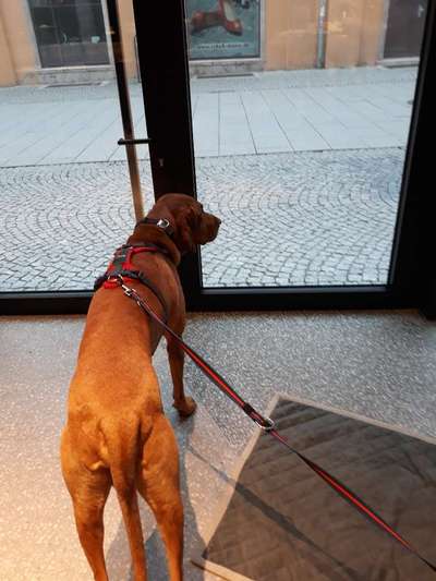 Gehören Hunde ins Restaurant?-Beitrag-Bild