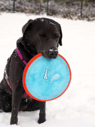 Welche Hunderasse-Beitrag-Bild