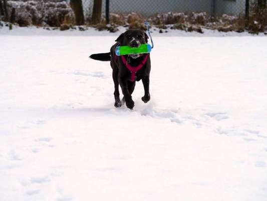 Labradorfans-Beitrag-Bild