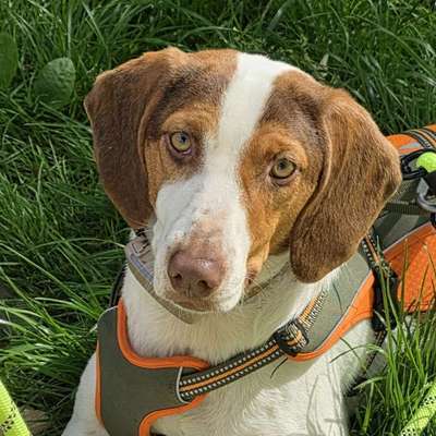 Hundetreffen-Gassirunde am Abend