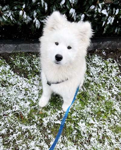 Welpen Bilder !-Beitrag-Bild