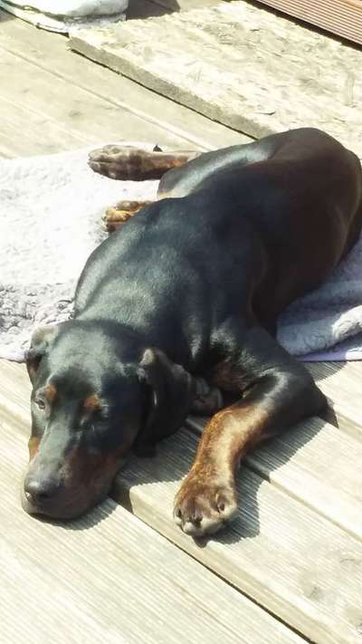 Wolfsblut Futter-Beitrag-Bild