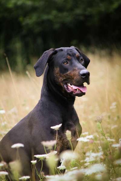 Rhodesian Ridgeback-Beitrag-Bild