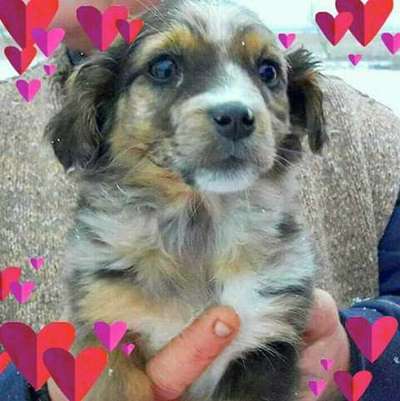 Welpen Bilder !-Beitrag-Bild