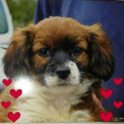 Welpen Bilder !-Beitrag-Bild