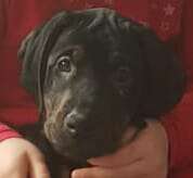 Welpen Bilder !-Beitrag-Bild