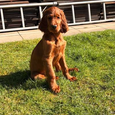 Hundetreffen-Welpenspielen Welpe sucht Welpen zum spielen-Bild