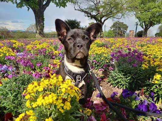Die Dogorama Monats Challenge "Es grünt und blüht"-Beitrag-Bild