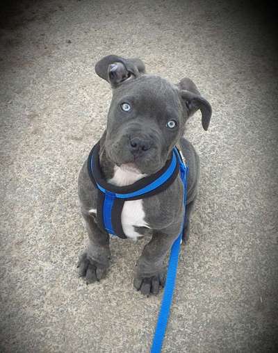 Rassensuche Cane Corso Italiano-Beitrag-Bild