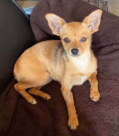 Welpen Bilder !-Beitrag-Bild