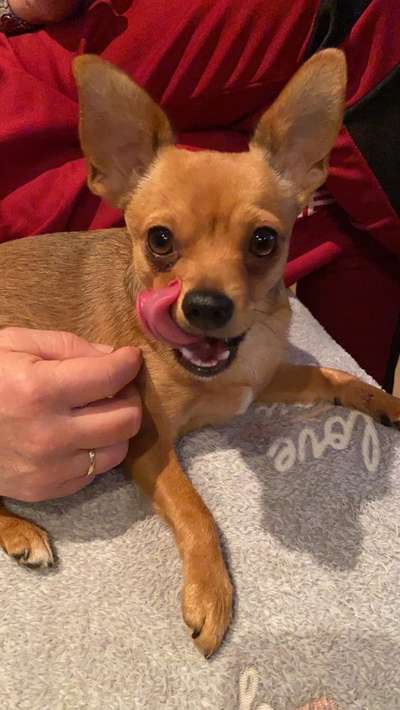 CHALLENGE NR. 19 - Der Hundeblick-Beitrag-Bild