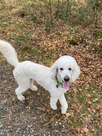 Alles rund um den Pudel-Beitrag-Bild