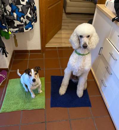 BIG LOVE :) mit 2 Hunden❣️-Beitrag-Bild