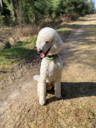 Lieblings "nervige Sprüche"-Beitrag-Bild