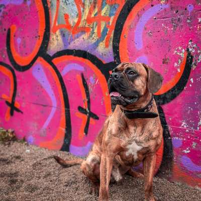 Hundetreffen-Spazieren gehen-Bild