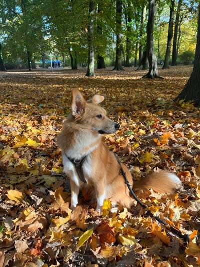 Hundetreffen-Hundetreffen im östlichen-Bild