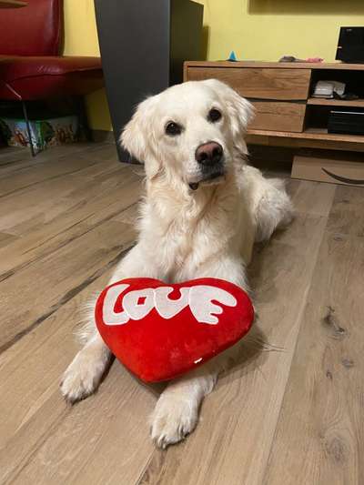 Wo sind die Golden Retriever Liebhaber?-Beitrag-Bild