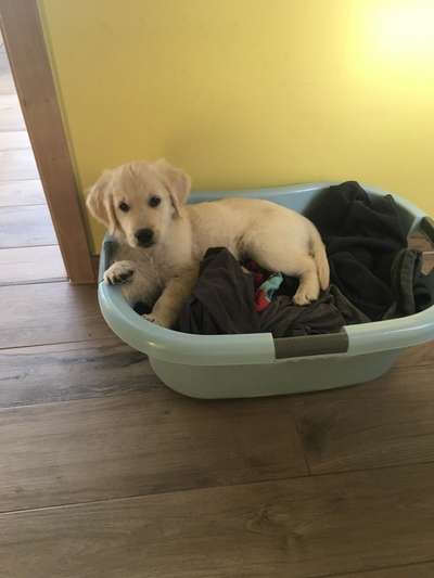 Wo sind die Golden Retriever Liebhaber?-Beitrag-Bild