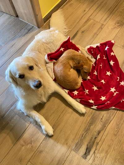 Wo sind die Golden Retriever Liebhaber?-Beitrag-Bild