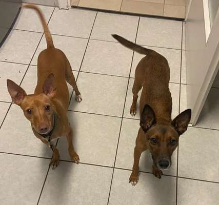 Windhundtreffen - PLZ-Beitrag-Bild