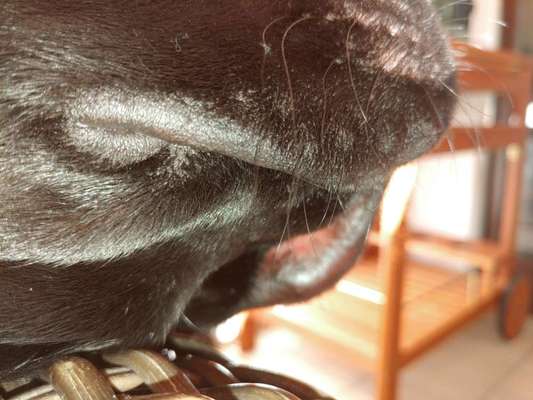 Hallo , ich habe eben bei unserem 6 Jahre alten Labrador eine ganz dicke Leftze , heiss. Was ist das-Beitrag-Bild