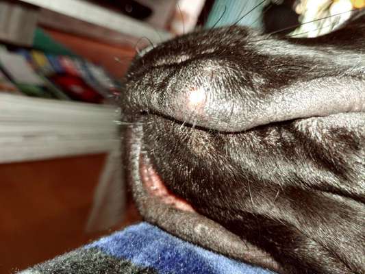 Hallo , ich habe eben bei unserem 6 Jahre alten Labrador eine ganz dicke Leftze , heiss. Was ist das-Beitrag-Bild