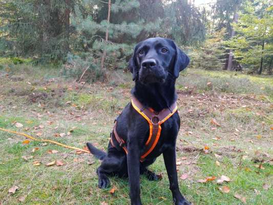 Labradorfans-Beitrag-Bild