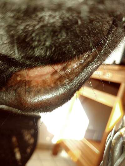 Hallo , ich habe eben bei unserem 6 Jahre alten Labrador eine ganz dicke Leftze , heiss. Was ist das-Beitrag-Bild