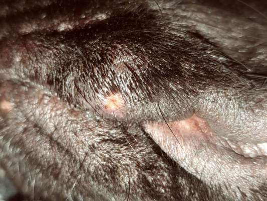 Hallo , ich habe eben bei unserem 6 Jahre alten Labrador eine ganz dicke Leftze , heiss. Was ist das-Beitrag-Bild