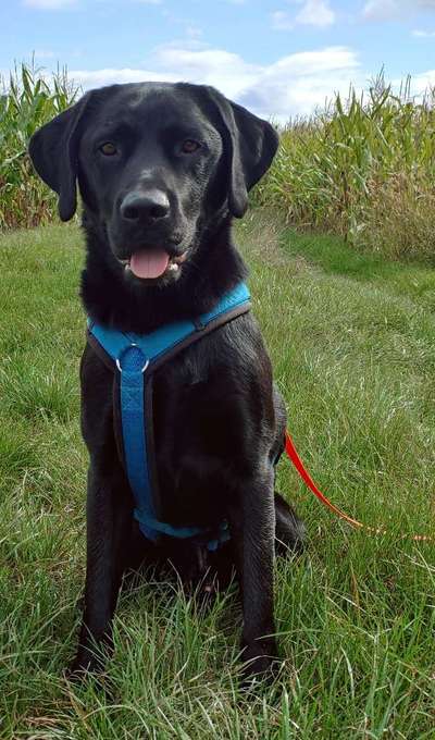 Zeigt her eure Labbis!-Beitrag-Bild