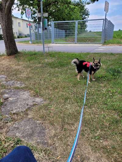 Herdenschutzhunde-Beitrag-Bild