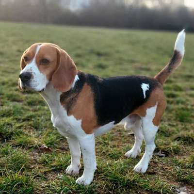 Hundetreffen-Gassirunden 🥰-Bild