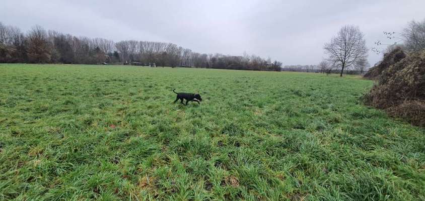 Hundeauslaufgebiet-Ludwig-Jahn-Straße-Bild