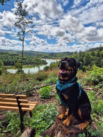 Hundetreffen-Gassi und Spielrunden-Bild