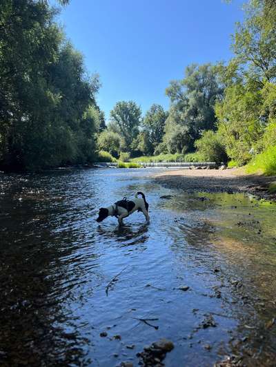 Hundetreffen-Sozialisierungs Training-Bild