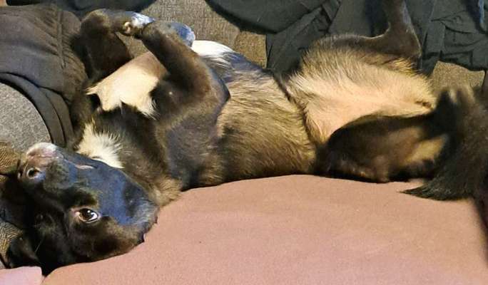 Hundetreffen-Spielgefährten treffen-Bild