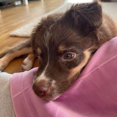 Hundetreffen-Spielkameraden/Junghundetreffen-Bild