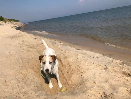 Hundetreffen-Gassirunden mit Georgie (weiblich) 11 Jahre-Bild